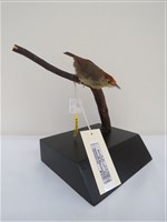 藏品(山紅頭)的圖片